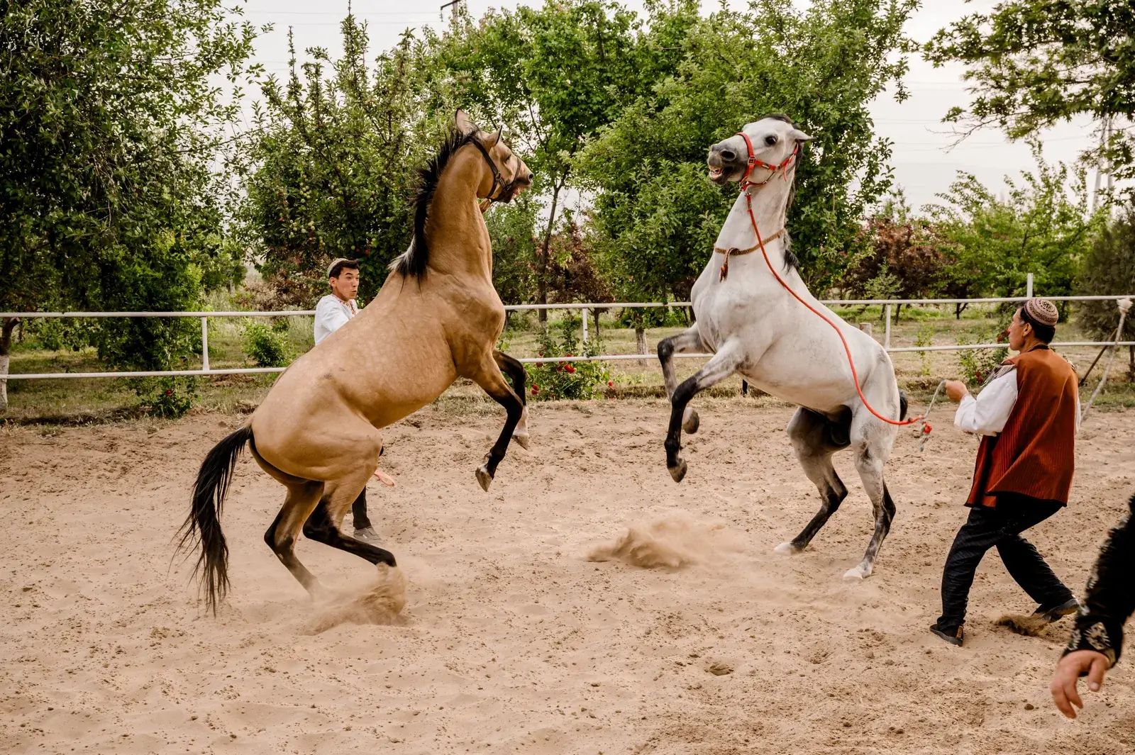 The Legendary Akhal-Teke Horses
